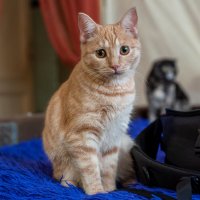 Всемирный день домашних животных - 30 ноября. :: Вадим Басов