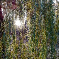 *** :: Валентина Береснева