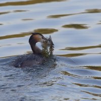 ...и салатик :: Александр Шмидт