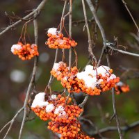 Снежная рябина :: Александр Синдерёв