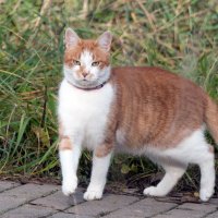 **** :: Владимир Безбородов