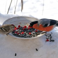 Снегирь и чечетка :: Сергей Ц