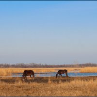 Степь. :: Александр Степь. :: Александр