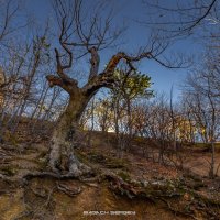 В ДОЛИНЕ ПРИВИДЕНИЙ :: Sergey Bagach