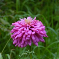 Цинния. :: nadyasilyuk Вознюк