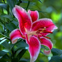 Июль :: Николай Соколухин