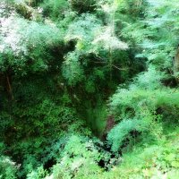 Заросли :: Павел Трунцев