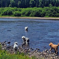 ЧИСТОТА   ЗАЛОГ   ЗДОРОВЬЯ :: Анатолий Малобродский