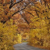 Осенний тоннель :: ktotofo 