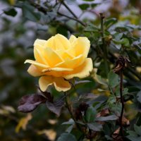 *** :: Павленко Михаил 