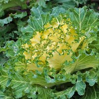 Декоративная капуста в конце ноября :: Светлана 