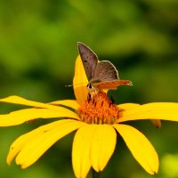 опять про бабочек...117 :: Александр Прокудин опять про бабочек...117 :: Александр Прокудин