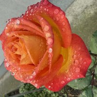 Роза в роме. :: Валентина .