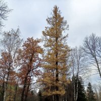 Осень :: Сапсан 