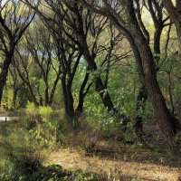 Парк Покровское-Стрешнево :: Денис Масленников