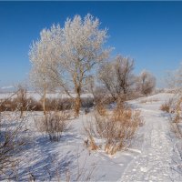 Зимний солнечный день. :: Александр Максимов
