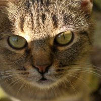 Кошка :: Александр Лычагин Кошка :: Александр Лычагин