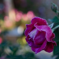 Первые заморозки :: Петр 