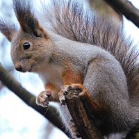 Белка :: Лина 