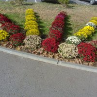 Осенние Цветы :: Валентин Семчишин Осенние Цветы :: Валентин Семчишин