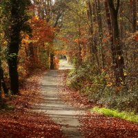 Лесные дорожки :: Юрий. Шмаков