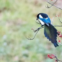 *** :: Владимир Безбородов