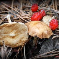 Лесные зарисовки конца ноября.. :: Андрей Заломленков