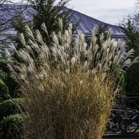 Мискантус китайский :: Игорь Сикорский Мискантус китайский :: Игорь Сикорский
