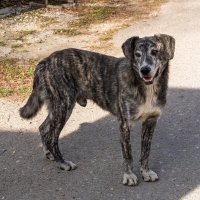 Пес, который живет в монастыре :: Игорь Сикорский