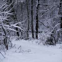 Первый снег :: Рита Симонова