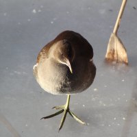 Болотная курочка. :: Александр 