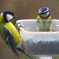 "Приятного аппетита !" - улетая, лазоревка сказала... :: Юрий Куликов