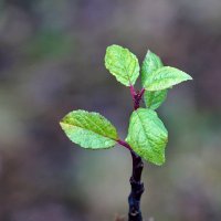 30 ноября... :: Светлана