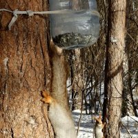 На завтрак ! :: Мила Бовкун