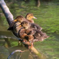 Утята. :: Александр 
