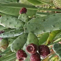 Плоды кактуса :: Аркадий Басович