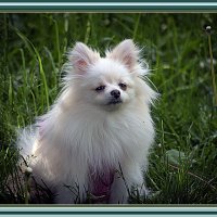 Привет! Познакомимся :: Владимир Кроливец