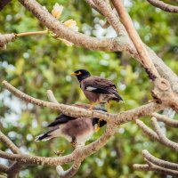 Двое на ветке :: Максим