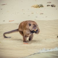 Бос :: Максим