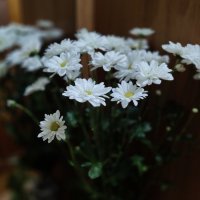 Букет от сына на День Матери... :: tatyana 