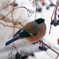 Снегирь :: Сергей Ц