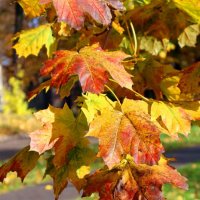 Кленовая ветка :: Сергей Карачин