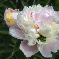 Хорошо устроился! :: Андрей Дурапов