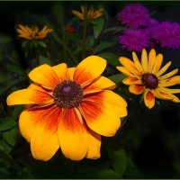 Рудбекия :: Валентина Надсон