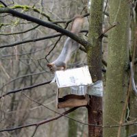 фотоохота на белку :: Сергей Владимирович Егоров фотоохота на белку :: Сергей Владимирович Егоров