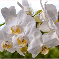 Про цветы... :: Aquarius - Сергей