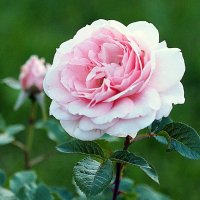 они на радость нам даны :: Олег Лукьянов