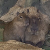 Капибары :: <<< Наташа >>>