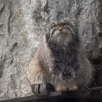 Манул Тимоша :: <<< Наташа >>>