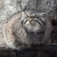 Манул Тимоша :: <<< Наташа >>>